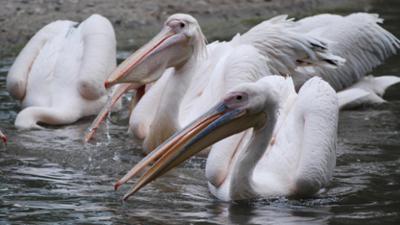 Nashorn, Zebra & Co: Bei Groß und Klein extrem beliebt (F. 159)