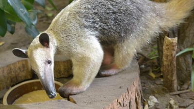 Nashorn, Zebra & Co: Ein Ameisenbär auf Eiersuche (F. 120)