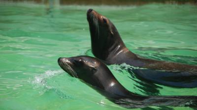 Nashorn, Zebra & Co: Ohne Fitness-Training geht's nicht (F. 146)