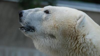 Nashorn, Zebra & Co: Gefährliche Jäger (F. 163)