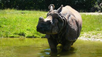 Nashorn, Zebra & Co: Wer nervt im Tierpark (F. 107)