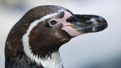 Nashorn, Zebra & Co: Ein Pinguin geht stiften (F. 165)