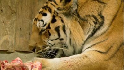 Nashorn, Zebra & Co: Eine Tiger-Matratze (F. 158)