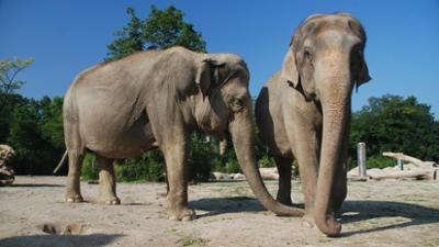 Nashorn, Zebra & Co: Eine Rettungsaktion (F. 109) Nashorn, Zebra & Co: Eine Rettungsaktion (F. 109)