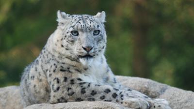 Nashorn, Zebra & Co: Leoparden sind wählerisch (F. 130)