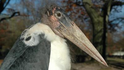 Nashorn, Zebra & Co: Vorsicht Paparazzi (F. 131)