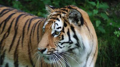 Nashorn, Zebra & Co: Frauenfußball im Tigerrevier (F. 111)