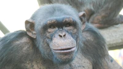 Nashorn, Zebra & Co: Endlich wieder richtig klettern (F. 114) Nashorn, Zebra & Co: Endlich wieder richtig klettern (F. 114)