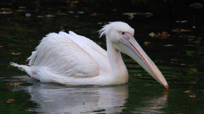 Nashorn, Zebra & Co: Die neue Frisur – einfach schick (F. 115)