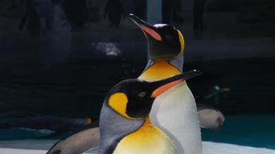 Neues aus dem Münchner Tierpark Hellabrunn: Pinguinnachwuchs (F. 02) Neues aus dem Münchner Tierpark Hellabrunn: Pinguinnachwuchs (F. 02)