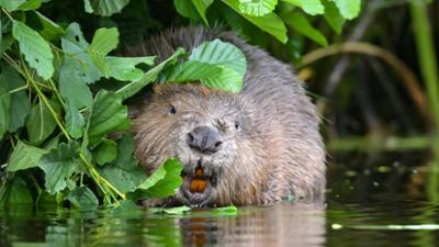 Neues aus dem Münchner Tierpark Hellabrunn: Ein Überraschungsgast (F. 24)
