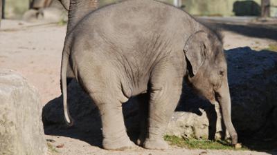 Neues aus dem Münchner Tierpark Hellabrunn: Ein kleiner Elefant muss zum Zahnarzt (F. 08)