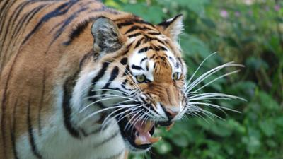 Neues aus dem Münchner Tierpark Hellabrunn: Tiger, Mähnenrobben & Co. (F. 05)