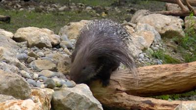 Neues aus dem Münchner Tierpark Hellabrunn: Stachelhaar - wunderbar (F. 25)