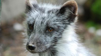 Neues aus dem Münchner Tierpark Hellabrunn: Scharfe Krallen! (F. 26)