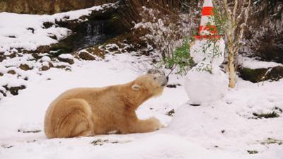 Neues aus dem Münchner Tierpark Hellabrunn: Winterzauber im Tierpark (F. 06)