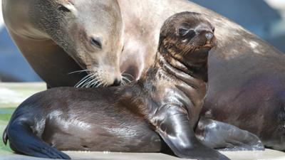 Neues aus dem Münchner Tierpark Hellabrunn: Babyalarm (F. 27)
