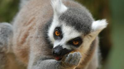 Neues aus dem Münchner Tierpark Hellabrunn: Katta Niels braucht ganz viel Liebe (F. 09)
