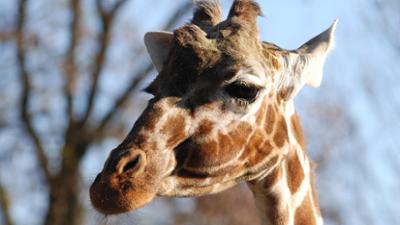 Neues aus dem Münchner Tierpark Hellabrunn: Au Backe (F. 10)