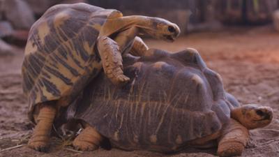 Neues aus dem Münchner Tierpark Hellabrunn: Zu viel Sex (F. 30)