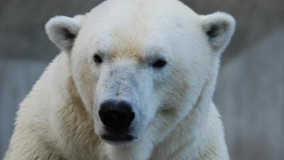 Neues aus dem Münchner Tierpark Hellabrunn: Aus Alt mach Neu (F. 11)