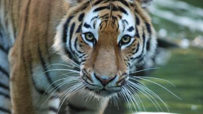 Neues aus dem Münchner Tierpark Hellabrunn: Eine wilde Tigerjagd (F. 14)
