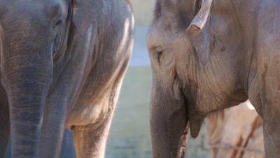 Neues aus dem Münchner Tierpark Hellabrunn: Wie Elefanten schlafen (F. 15)