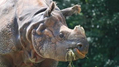 Neues aus dem Münchner Tierpark Hellabrunn: Rapti ist schwanger (F. 16)