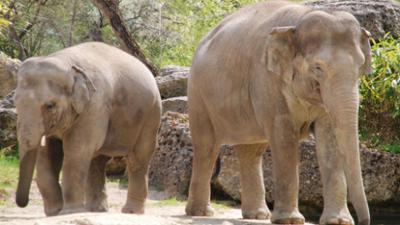 Neues aus dem Münchner Tierpark Hellabrunn: Elefant Ludwig wird erwachsen (F. 18)