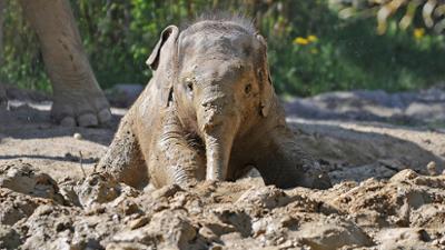 Neues aus dem Münchner Tierpark Hellabrunn: Elefant Ludwig hat Geburtstag (F. 19)