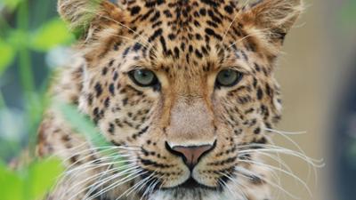 Neues aus dem Münchner Tierpark Hellabrunn: Bombenalarm im Leopardenrevier (F. 20)