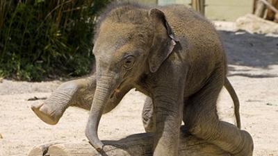 Neues aus dem Münchner Tierpark Hellabrunn: Abschied von Elefant Ludwig (F. 21)