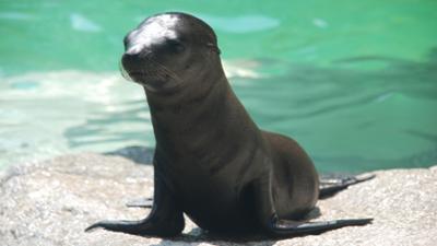 Neues aus dem Münchner Tierpark Hellabrunn: Schwanger - einfach super! (F. 22)