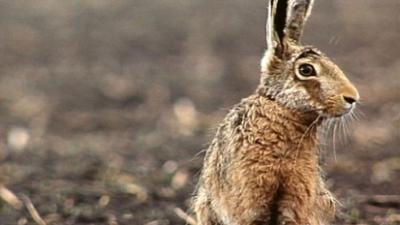 Ostern auf dem Land: Alte Sitten und Bräuche in Rheinland und Westfalen