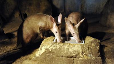 Panda, Gorilla & Co.: (2)