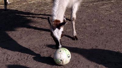 Panda, Gorilla & Co.: Shorties: Fußball spielen (7)
