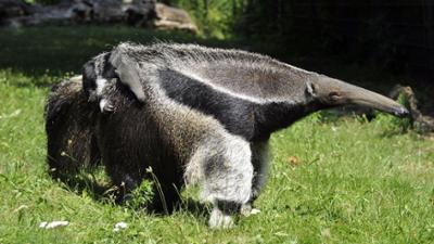 Panda, Gorilla & Co.: (276)