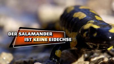 Planet Schule: Der Salamander ist keine Eidechse · Das kleine 1x1 der Artenkunde