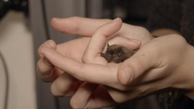 Planet Schule: Die Rauhautfledermaus · Die geheimnisvollen Reisen der Tiere