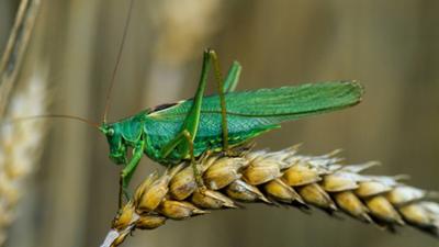 Planet Wissen: Heuschrecken - Grüne Hüpfer zwischen Faszination und Plage