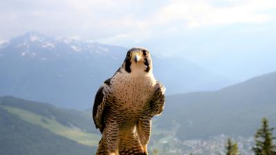 Seefeld - Ein Tierparadies der Alpen: Seefeld: Ein Tierparadies der Alpen