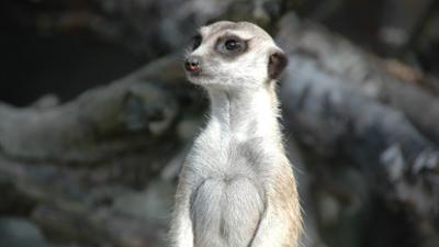 Seehund, Puma & Co.: Rotes Känguru und Badespaß