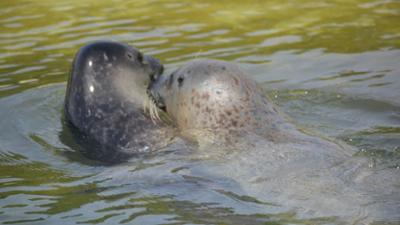 Seehund, Puma & Co.: Guten Morgen