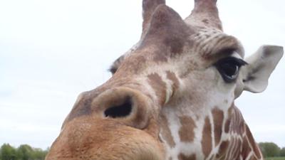 Seehund, Puma & Co.: Arbeitsreicher Morgen (S07/E09)