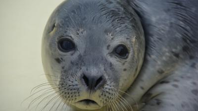 Seehund, Puma & Co.: Möhrenschraube (S07/E10)