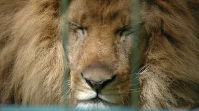 Seehund, Puma & Co.: Fleischrolle (S07/E14)