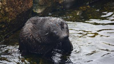 Seehund, Puma & Co.: Hummerschwund