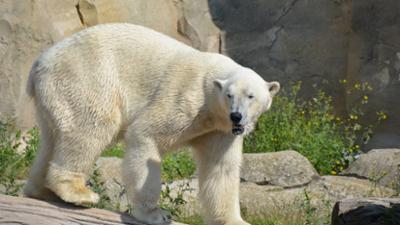 Seehund, Puma & Co.: Seebärenzusammenführung (S07/E16)