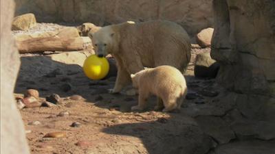 Seehund, Puma & Co.: Gelber Ball für Eisbärennachwuchs Lale (S07/E18)
