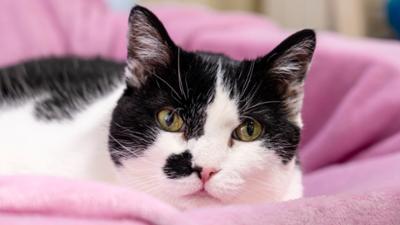 Tiere suchen ein Zuhause: von